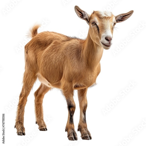 Goat standing in natural pose isolated on white background  photo realistic