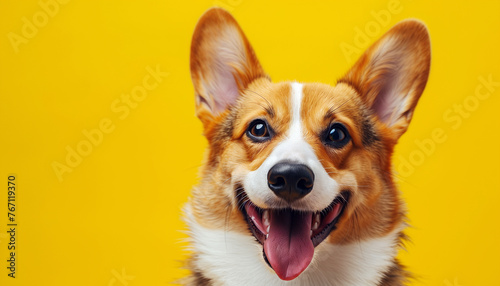 Funny cute corgi dog on yellow background with copy space.