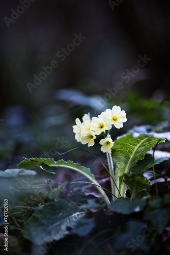 primula vulgaris fleur sous bois blanche jaune