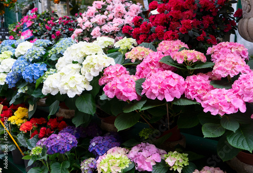 Paris flower market