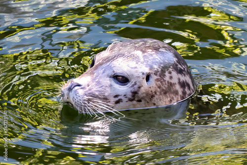 Floating seal in the pond