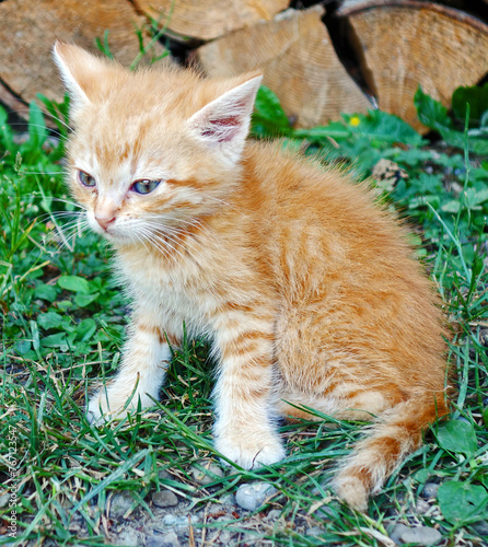 Cute little kitten on the grass in the countryside