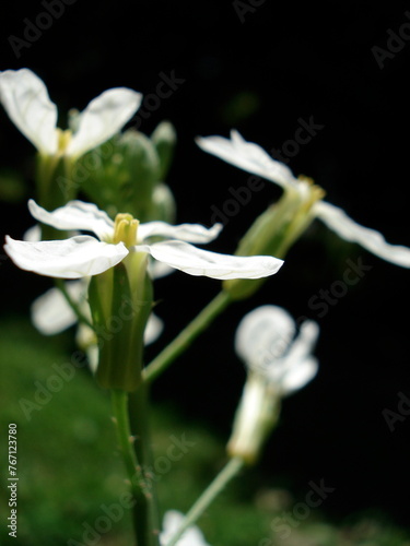 Raphanus raphanistrum L./ Wild radish photo