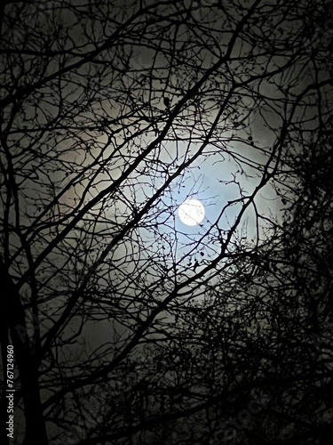 Full moon on a cloudy spring night. View of the Moon at night through tree branches. Moon and tree. 