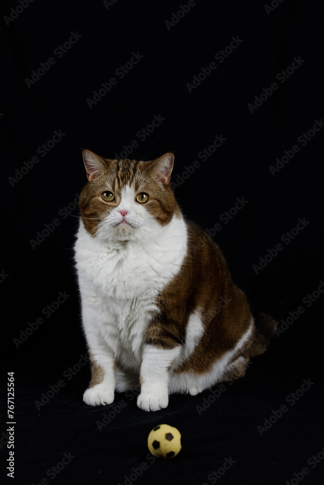 portrait of big three haired cat portrait of big three haired cat