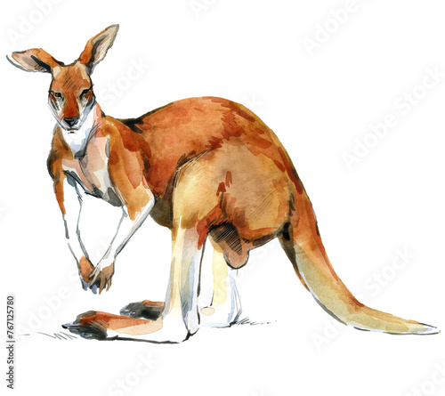 Australian big red kangaroo. Realistic watercolor animal illustration isolate on white (ID: 767125780)