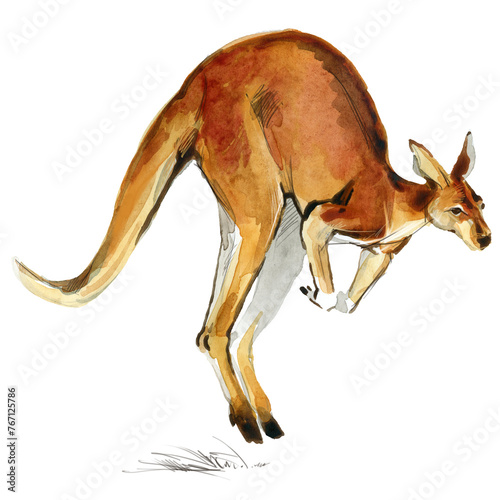 Australian big red kangaroo. Realistic watercolor animal illustration isolate on white (ID: 767125786)