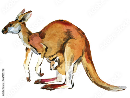 Australian big red kangaroo. Realistic watercolor animal illustration isolate on white (ID: 767125789)