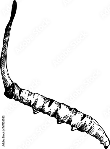 Hand-drawn sketches of Cordyceps in vintage sketch, vector medicinal plant drawing