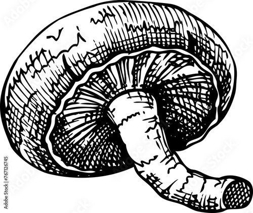 Hand-drawn sketch of shitake mushroom in vintage style, vector medicinal plant drawing