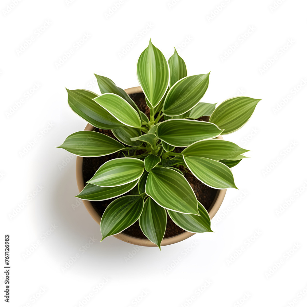 Green Potted Plant Isolated on White Background, Top View Green Potted Plant Isolated on White Background, Top View