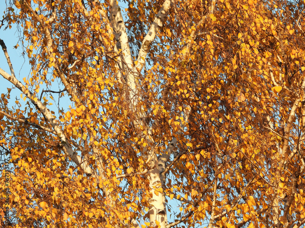 branches of birch tree in autumn, with golden leaves and blue sky in the background branches of birch tree in autumn, with golden leaves and blue sky in the background