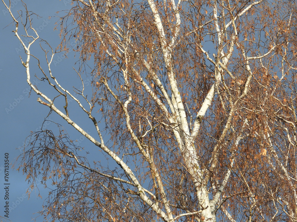 branches of birch tree in autumn, with golden leaves and blue sky in the background branches of birch tree in autumn, with golden leaves and blue sky in the background