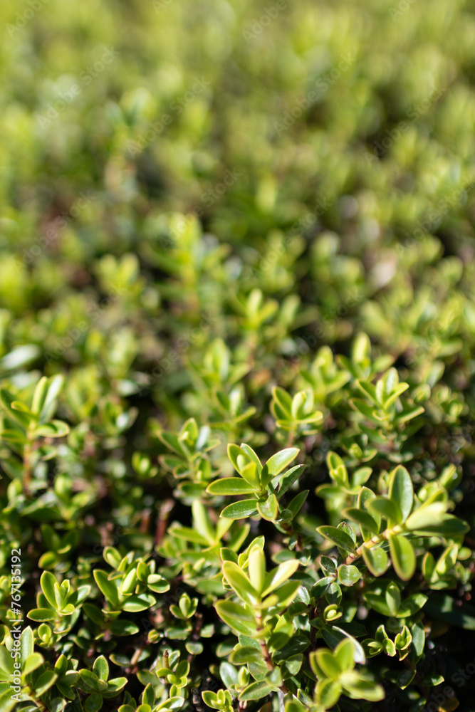 Close-up of tiny leaves of plants