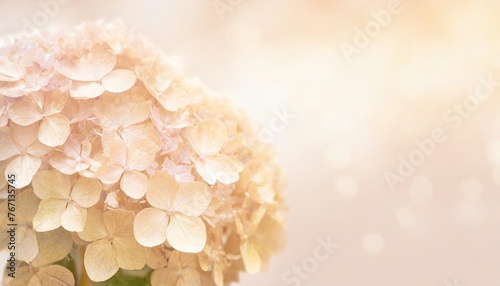 hydrangea flower background for greeting cards weddings or birthdays isolated pastel background copy space