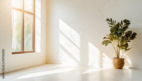 bright empty white room with sun light coming through large window shadow on the wall plant in a pot in the corner abstract interior background
