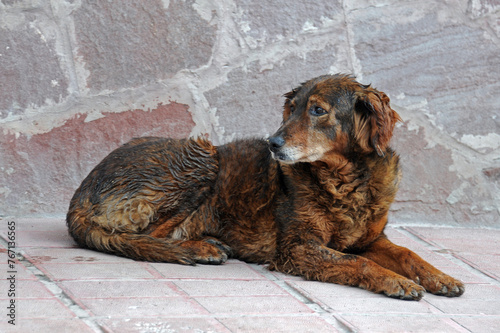 Wet stray dog in the street