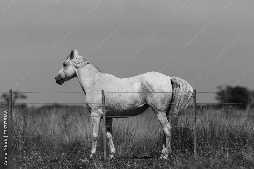Un caballo blanco tras el alambrado - obrazy, fototapety, plakaty 