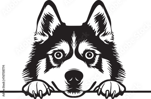 peeking siberian husky dog