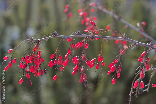 barberry berries on a branch in spring