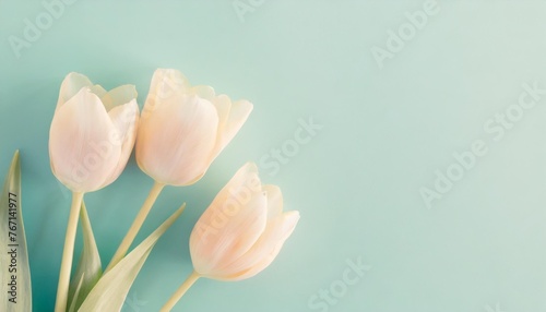 soft pastel tulip on cyan background for beautiful background or design