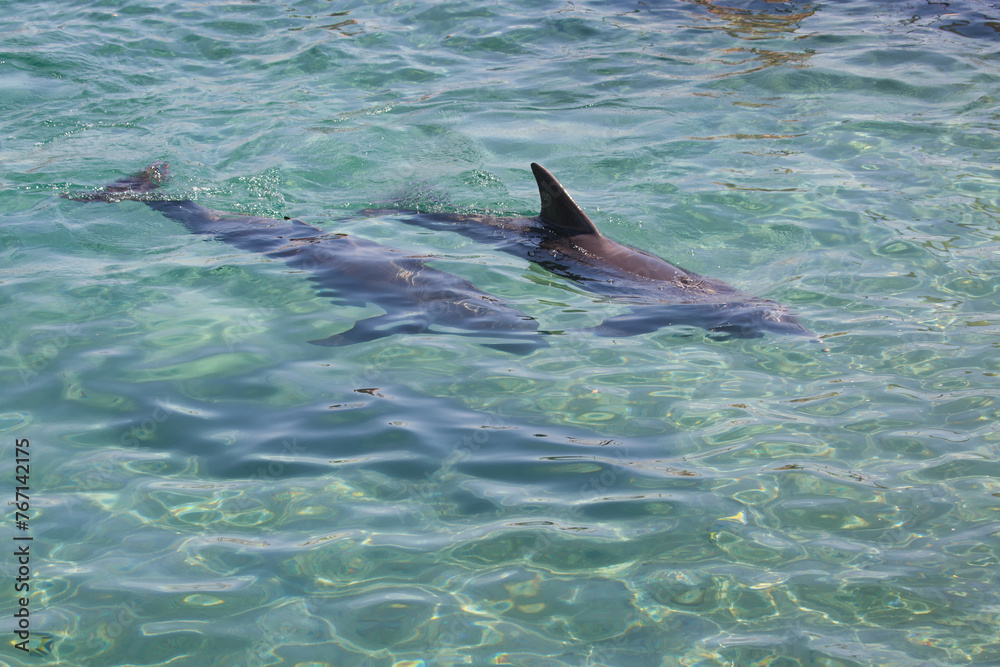 Obraz premium Dolphin swims gracefully in the clear sea, sunlight filtering through the water illuminating its sleek body. Scene highlighting the beauty of the dolphins as it glides effortlessly beneath the surface
