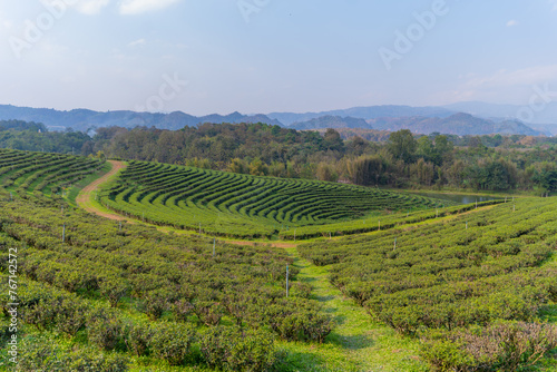 tea plantation in Northern of Thailand