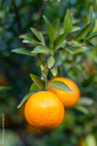 Fresh oranges on the orange tree