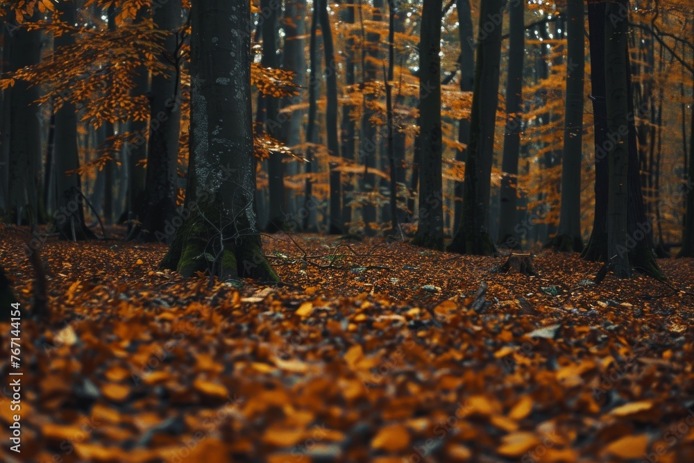 Golden sunlight filters through autumn leaves in a serene forest scene, illuminating a carpet of fallen leaves.

