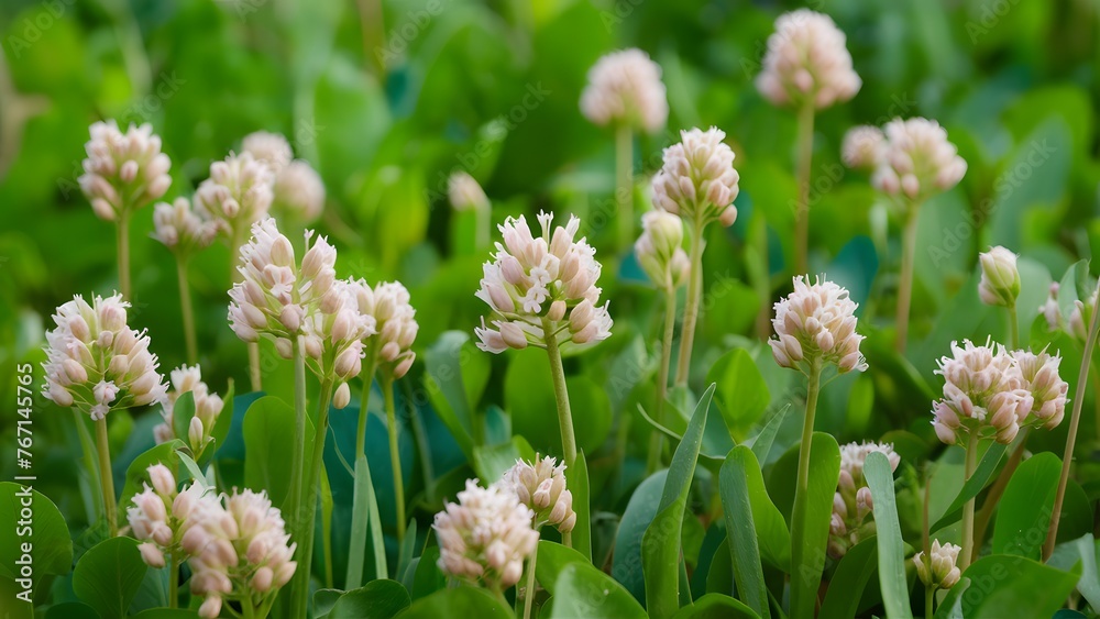 Charming natural background enhanced by the presence of wild clover flowers Charming natural background enhanced by the presence of wild clover flowers