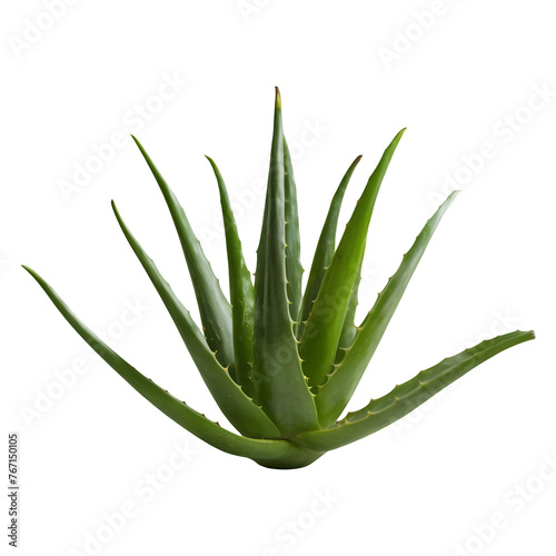 Aloe vera png isolated on transparent background