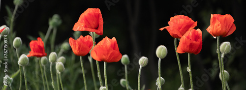 Red poppies banner, red bright scarlet flowers, Remembrance day, Memorial Anzac day background