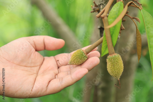 Farmer hand checking small durian fruit in organic farm