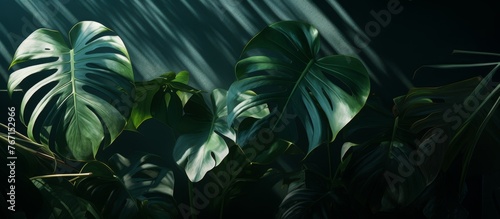 A closeup of a terrestrial plant with lush leaves illuminated by electric blue light in the dark, reminiscent of a scene from a fictional jungle in an art event