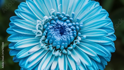 Closeup of chrysanthemum blue flower with no shadows