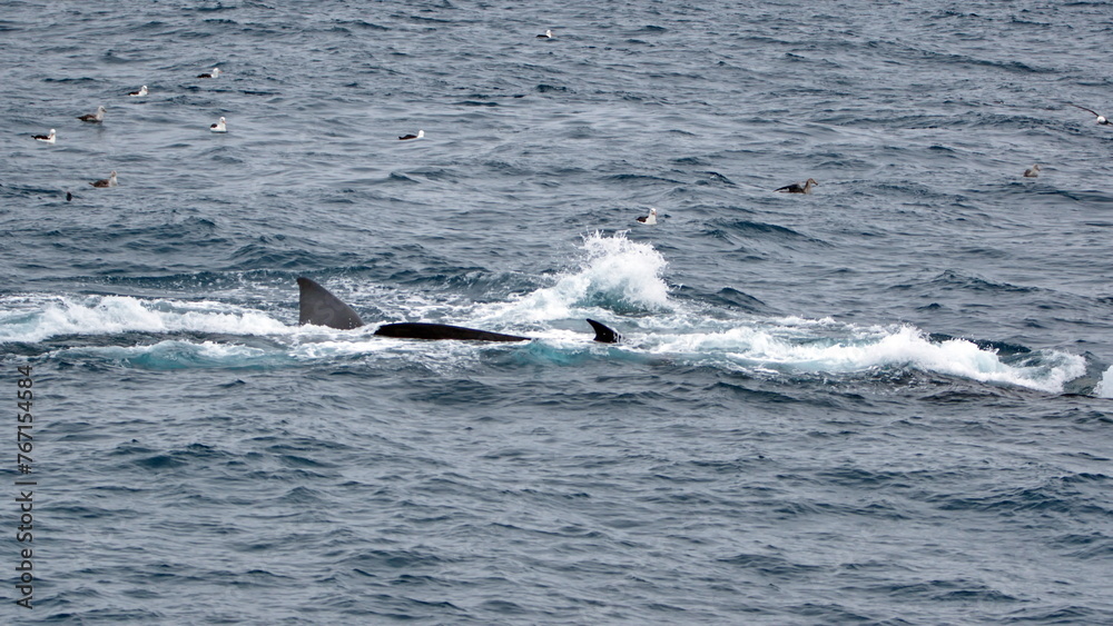 Fototapeta premium Fin whales (Balaenoptera physalus) feeding on the surface, off the coast of Elephant Island, Antarctica