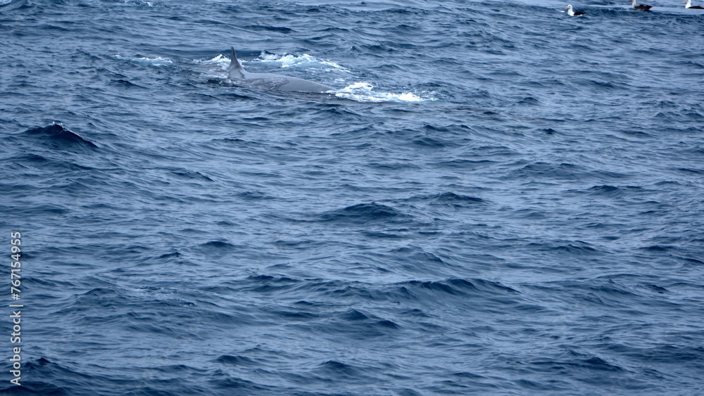 Dorsal fin of a fin whale (Balaenoptera physalus) off the coast of Elephant Island, Antarctica Dorsal fin of a fin whale (Balaenoptera physalus) off the coast of Elephant Island, Antarctica