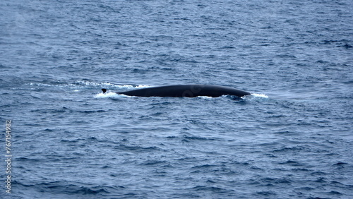 Fin whale (Balaenoptera physalus) off the coast of Elephant Island, Antarctica photo