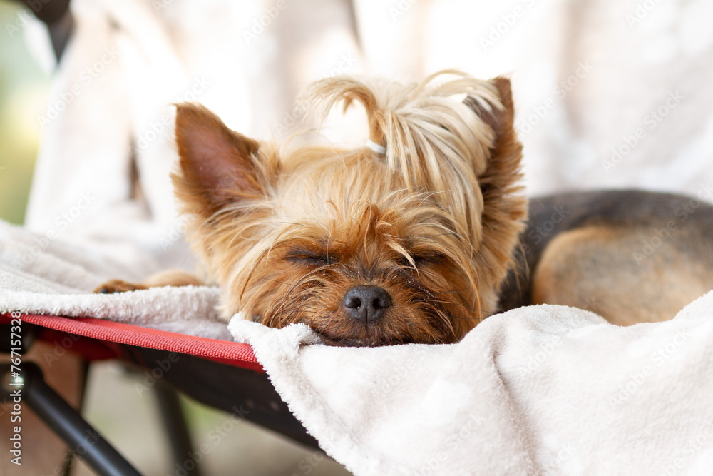 Large portrait of a Yorkshire Terrier dog on the beach, sand on the muzzle, sleeping in nature Large portrait of a Yorkshire Terrier dog on the beach, sand on the muzzle, sleeping in nature