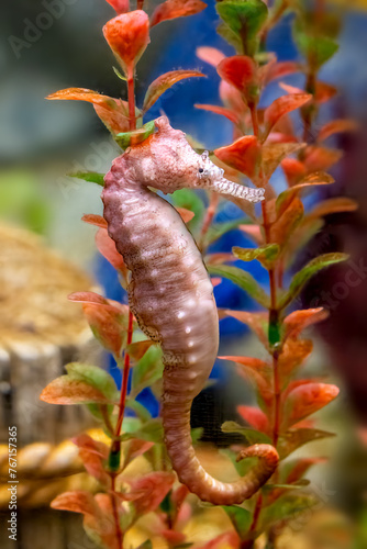A West Australian long snout seahorse, Hippocampus elongatus, or subelongatus, mature adult in pink. Side profile view. © Rixie