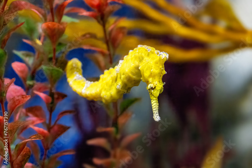 A West Australian long snout seahorse, Hippocampus elongatus, or subelongatus, mature adult in yellow. © Rixie