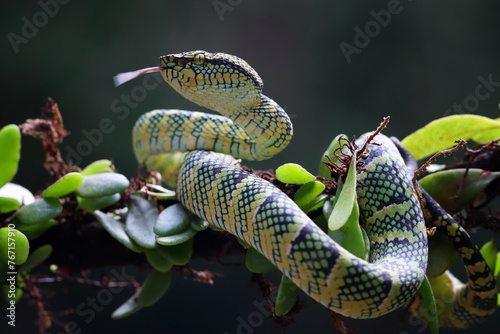 Tropidolaemus wagleri snake closeup on branch, Viper snake,  Beautiful color wagleri snake 