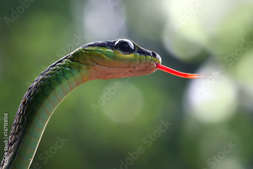 Closeup head Dendrelaphis formosus snake, Dendrelaphis formosus snake closeup on isolated background photo