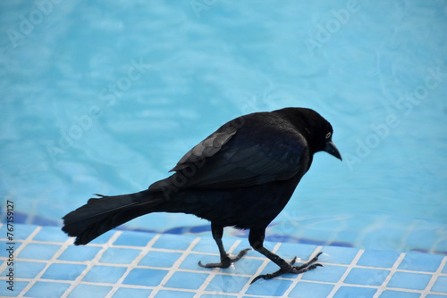 Large Black Bird Standing Over Pool Water