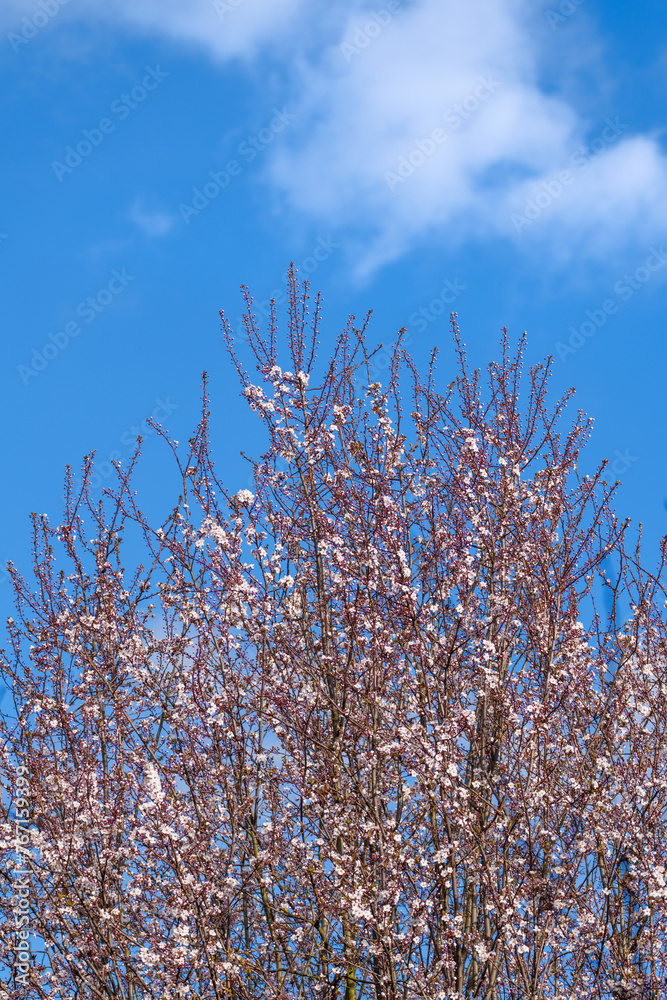 A serene tree in full bloom under a clear blue sky, symbolizing springs renewal and the beauty of nature. Perfect for themes of growth and new beginnings A serene tree in full bloom under a clear blue sky, symbolizing springs renewal and the beauty of nature. Perfect for themes of growth and new beginnings