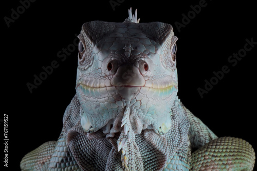 Green Iguana closeup head on black background, Head of green iguana front view on black background 