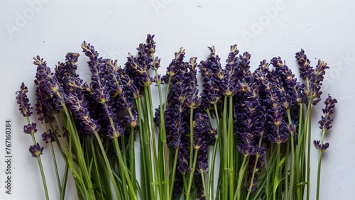 Display Fresh lavender flowers on white background  banner copy space