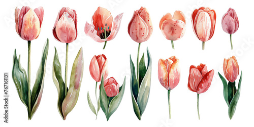 Watercolor style tulip flower material without background #767161131