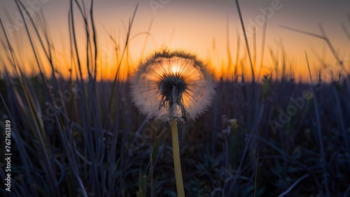 Dry field at sunset provides backdrop for lonely dandelion