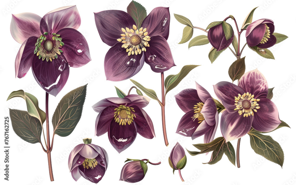 Captivating Purple and White Hellebore Floral Collection, Collection of purple and White hellebore flower Isolated on Transparent background.